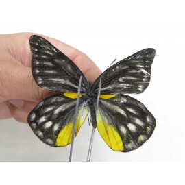 Delias lativitta yunnana & Delias subnubila ssp. China, Yunnan, Nujiang, N of Nujiang valley, Mt. Biluoxueshan. 2M. Pier-Deli-20358.