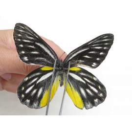 Delias lativitta yunnana & Delias subnubila ssp. China, Yunnan, Nujiang, N of Nujiang valley, Mt. Biluoxueshan. 2M. Pier-Deli-20358.