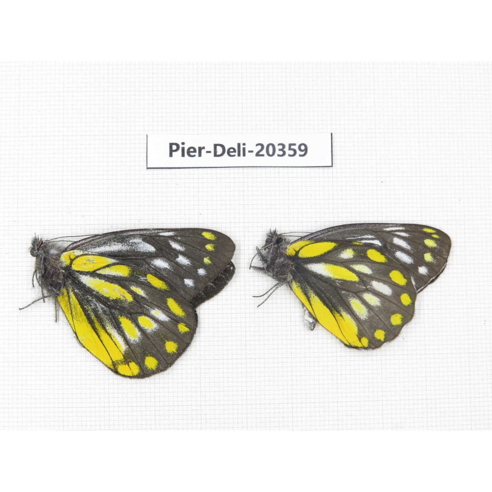 Delias lativitta yunnana & Delias subnubila ssp. China, Yunnan, Nujiang, N of Nujiang valley, Mt. Biluoxueshan. 2M. Pier-Deli-20359.