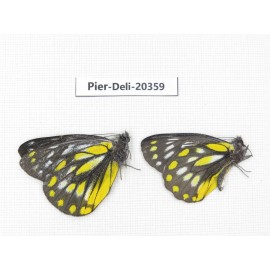 Delias lativitta yunnana & Delias subnubila ssp. China, Yunnan, Nujiang, N of Nujiang valley, Mt. Biluoxueshan. 2M. Pier-Deli-20359.