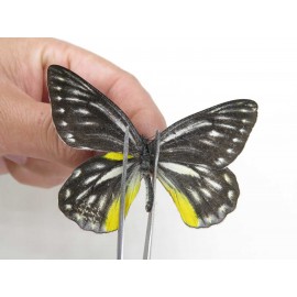 Delias lativitta yunnana & Delias subnubila ssp. China, Yunnan, Nujiang, N of Nujiang valley, Mt. Biluoxueshan. 2M. Pier-Deli-20359.