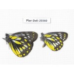 Delias lativitta yunnana & Delias subnubila ssp. China, Yunnan, Nujiang, N of Nujiang valley, Mt. Biluoxueshan. 2M. Pier-Deli-20360.