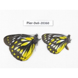 Delias lativitta yunnana & Delias subnubila ssp. China, Yunnan, Nujiang, N of Nujiang valley, Mt. Biluoxueshan. 2M. Pier-Deli-20360.