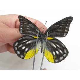 Delias lativitta yunnana & Delias subnubila ssp. China, Yunnan, Nujiang, N of Nujiang valley, Mt. Biluoxueshan. 2M. Pier-Deli-20360.