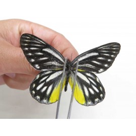 Delias lativitta yunnana & Delias subnubila ssp. China, Yunnan, Nujiang, N of Nujiang valley, Mt. Biluoxueshan. 2M. Pier-Deli-20360.