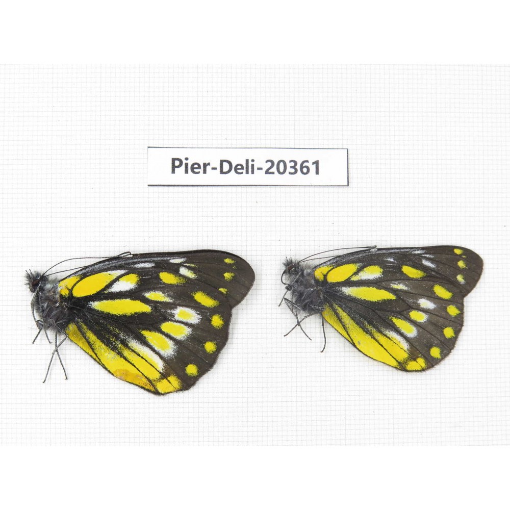 Delias subnubila ssp. China, Yunnan, Nujiang, N of Nujiang valley, Mt. Biluoxueshan. 2M. Pier-Deli-20361.