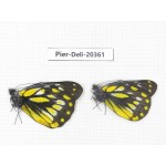 Delias subnubila ssp. China, Yunnan, Nujiang, N of Nujiang valley, Mt. Biluoxueshan. 2M. Pier-Deli-20361.