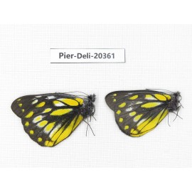 Delias subnubila ssp. China, Yunnan, Nujiang, N of Nujiang valley, Mt. Biluoxueshan. 2M. Pier-Deli-20361.