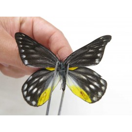 Delias subnubila ssp. China, Yunnan, Nujiang, N of Nujiang valley, Mt. Biluoxueshan. 2M. Pier-Deli-20361.