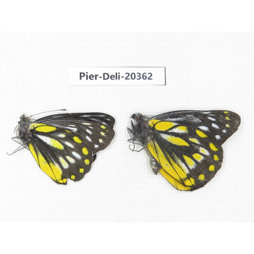 Delias lativitta yunnana & Delias subnubila ssp. China, Yunnan, Nujiang, N of Nujiang valley, Mt. Biluoxueshan. 2M. Pier-Deli-20362.