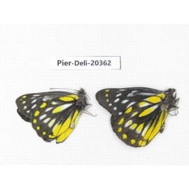 Delias lativitta yunnana & Delias subnubila ssp. China, Yunnan, Nujiang, N of Nujiang valley, Mt. Biluoxueshan. 2M. Pier-Deli-20362.