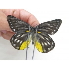 Delias lativitta yunnana & Delias subnubila ssp. China, Yunnan, Nujiang, N of Nujiang valley, Mt. Biluoxueshan. 2M. Pier-Deli-20362.