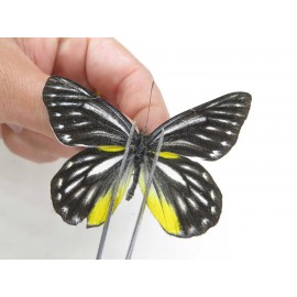 Delias lativitta yunnana & Delias subnubila ssp. China, Yunnan, Nujiang, N of Nujiang valley, Mt. Biluoxueshan. 2M. Pier-Deli-20362.