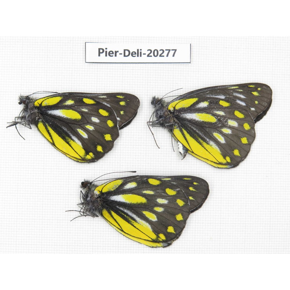 Delias subnubila ssp. China, Yunnan, Nujiang, N of Nujiang valley. 3M. Pier-Deli-20277.