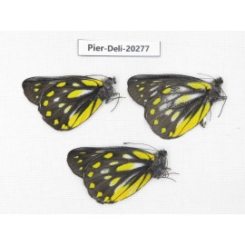 Delias subnubila ssp. China, Yunnan, Nujiang, N of Nujiang valley. 3M. Pier-Deli-20277.