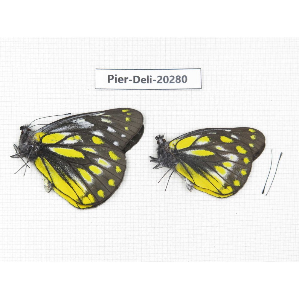 Delias subnubila ssp. China, Yunnan, Nujiang, N of Nujiang valley. 2M. Pier-Deli-20280.