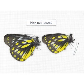 Delias subnubila ssp. China, Yunnan, Nujiang, N of Nujiang valley. 2M. Pier-Deli-20280.