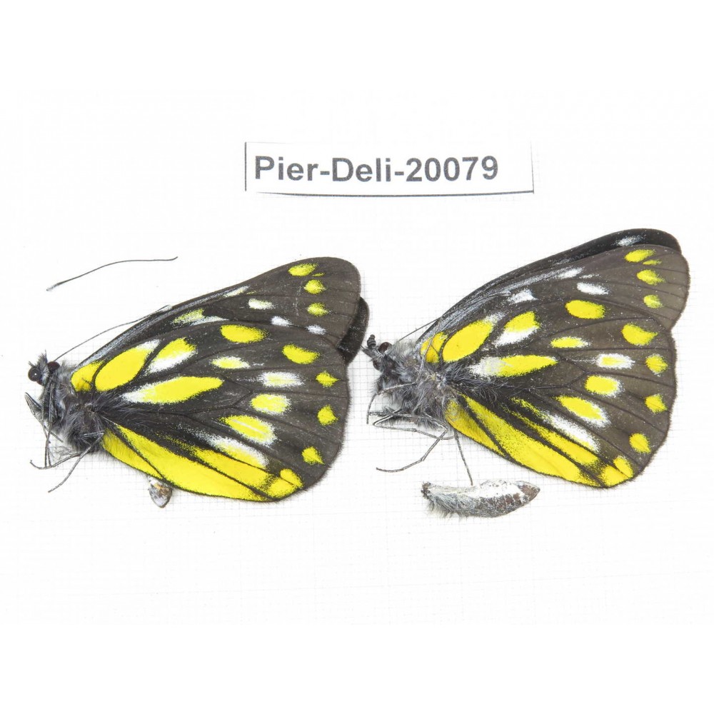 Delias subnubila ssp. China, Yunnan, Nujiang, N part of Mt. Nushan. 2M. Pier-Deli-20079.