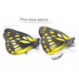 Delias subnubila ssp. China, Yunnan, Nujiang, N part of Mt. Nushan. 2M. Pier-Deli-20079.