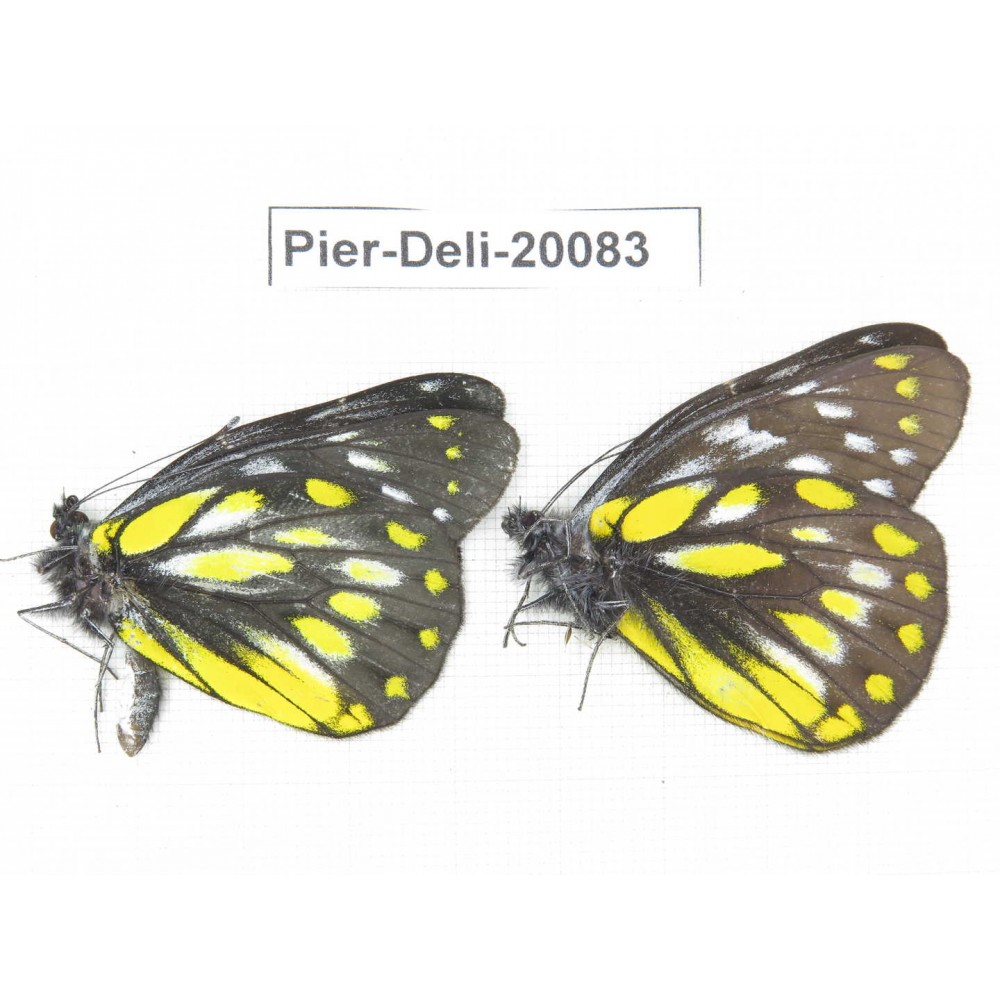 Delias subnubila ssp. China, Yunnan, Nujiang, N part of Mt. Nushan. 2M. Pier-Deli-20083.