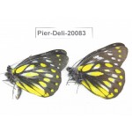 Delias subnubila ssp. China, Yunnan, Nujiang, N part of Mt. Nushan. 2M. Pier-Deli-20083.