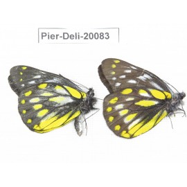 Delias subnubila ssp. China, Yunnan, Nujiang, N part of Mt. Nushan. 2M. Pier-Deli-20083.