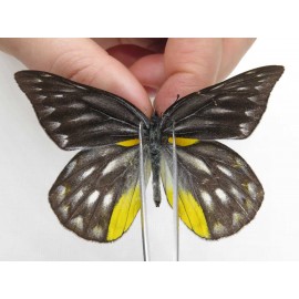 Delias subnubila ssp. China, Yunnan, Nujiang, N part of Mt. Nushan. 2M. Pier-Deli-20083.