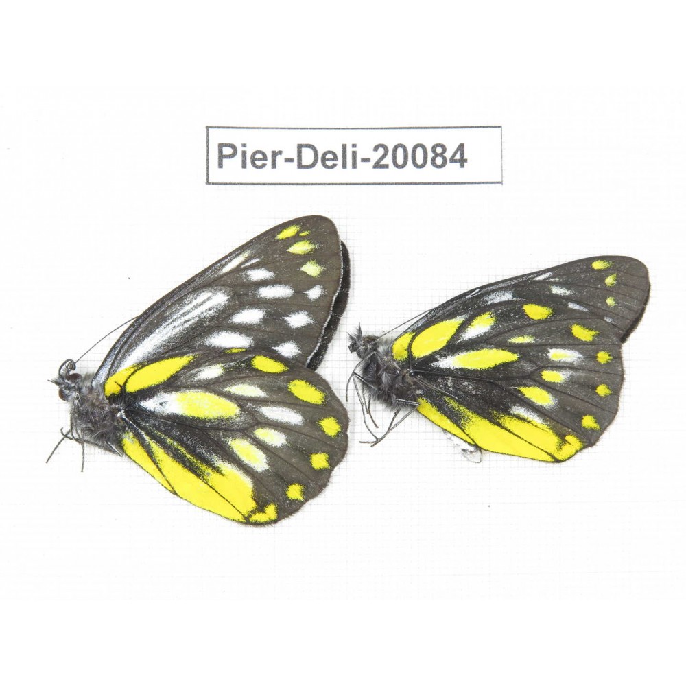 Delias lativitta yunnana & Delias subnubila ssp. China, Yunnan, Nujiang, N part of Mt. Nushan. 2M. Pier-Deli-20084.