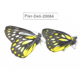 Delias lativitta yunnana & Delias subnubila ssp. China, Yunnan, Nujiang, N part of Mt. Nushan. 2M. Pier-Deli-20084.