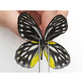 Delias lativitta yunnana & Delias subnubila ssp. China, Yunnan, Nujiang, N part of Mt. Nushan. 2M. Pier-Deli-20084.
