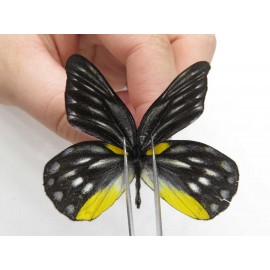 Delias lativitta yunnana & Delias subnubila ssp. China, Yunnan, Nujiang, N part of Mt. Nushan. 2M. Pier-Deli-20084.