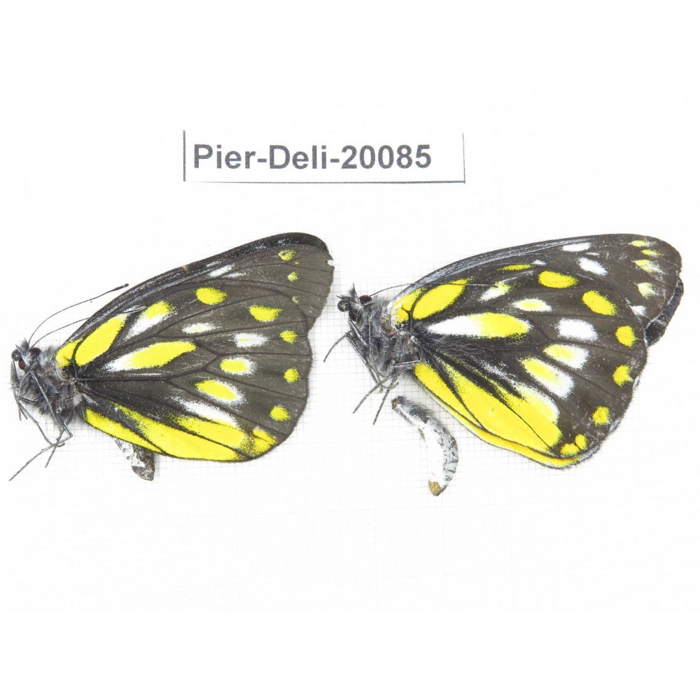Delias lativitta yunnana & Delias subnubila ssp. China, Yunnan, Nujiang, N part of Mt. Nushan. 2M. Pier-Deli-20085.