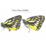 Delias lativitta yunnana & Delias subnubila ssp. China, Yunnan, Nujiang, N part of Mt. Nushan. 2M. Pier-Deli-20085.