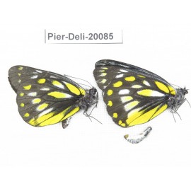 Delias lativitta yunnana & Delias subnubila ssp. China, Yunnan, Nujiang, N part of Mt. Nushan. 2M. Pier-Deli-20085.