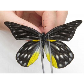 Delias lativitta yunnana & Delias subnubila ssp. China, Yunnan, Nujiang, N part of Mt. Nushan. 2M. Pier-Deli-20085.