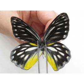 Delias lativitta yunnana & Delias subnubila ssp. China, Yunnan, Nujiang, N part of Mt. Nushan. 2M. Pier-Deli-20085.