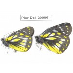 Delias subnubila ssp. China, Yunnan, Nujiang, N part of Mt. Nushan. 2M. Pier-Deli-20086.