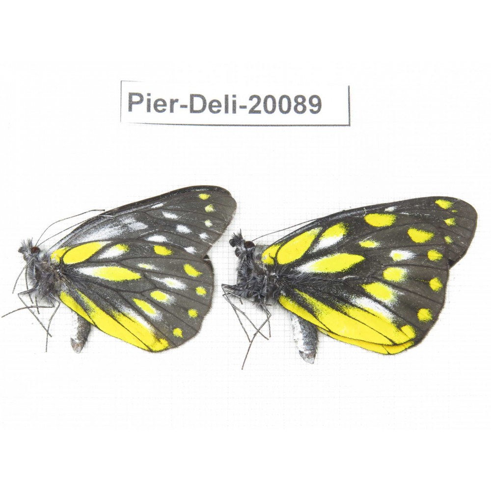 Delias subnubila ssp. China, Yunnan, Nujiang, N part of Mt. Nushan. 2M. Pier-Deli-20089.