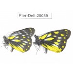 Delias subnubila ssp. China, Yunnan, Nujiang, N part of Mt. Nushan. 2M. Pier-Deli-20089.