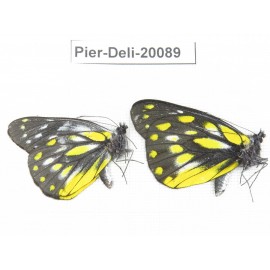 Delias subnubila ssp. China, Yunnan, Nujiang, N part of Mt. Nushan. 2M. Pier-Deli-20089.