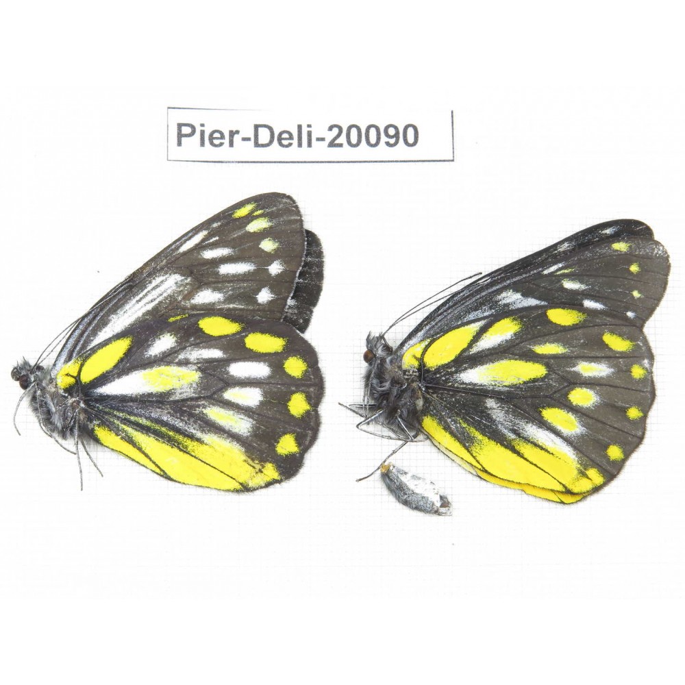 Delias lativitta yunnana & Delias subnubila ssp. China, Yunnan, Nujiang, N part of Mt. Nushan. 2M. Pier-Deli-20090.