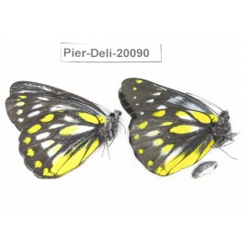 Delias lativitta yunnana & Delias subnubila ssp. China, Yunnan, Nujiang, N part of Mt. Nushan. 2M. Pier-Deli-20090.