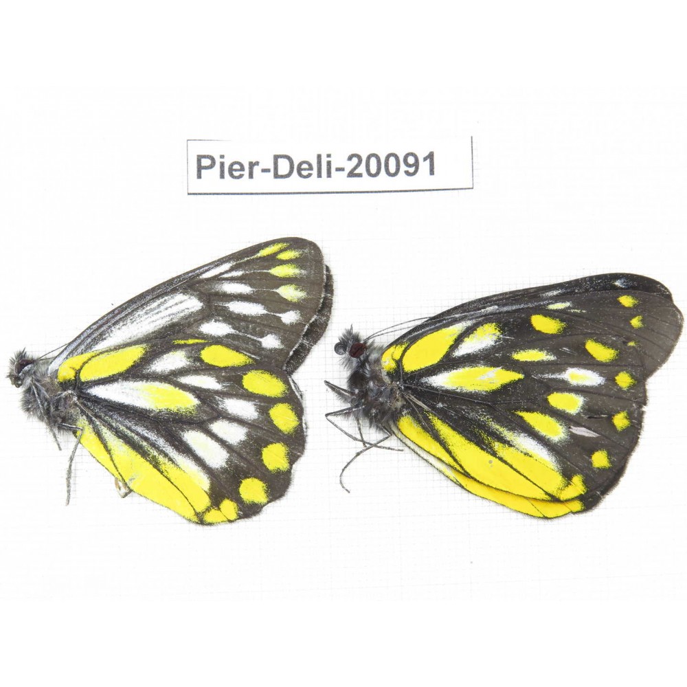 Delias lativitta yunnana & Delias subnubila ssp. China, Yunnan, Nujiang, N part of Mt. Nushan. 2M. Pier-Deli-20091.
