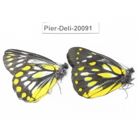 Delias lativitta yunnana & Delias subnubila ssp. China, Yunnan, Nujiang, N part of Mt. Nushan. 2M. Pier-Deli-20091.