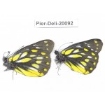 Delias subnubila ssp. China, Yunnan, Nujiang, N part of Mt. Nushan. 2M. Pier-Deli-20092.