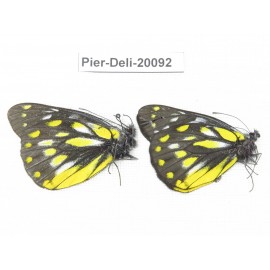 Delias subnubila ssp. China, Yunnan, Nujiang, N part of Mt. Nushan. 2M. Pier-Deli-20092.