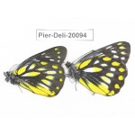 Delias lativitta yunnana & Delias subnubila ssp. China, Yunnan, Nujiang, N part of Mt. Nushan. 2M. Pier-Deli-20094.