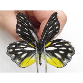 Delias lativitta yunnana & Delias subnubila ssp. China, Yunnan, Nujiang, N part of Mt. Nushan. 2M. Pier-Deli-20094.
