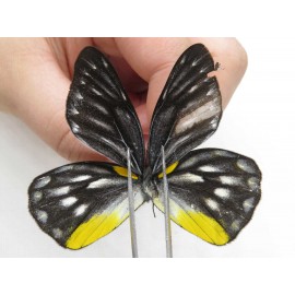Delias lativitta yunnana & Delias subnubila ssp. China, Yunnan, Nujiang, N part of Mt. Nushan. 2M. Pier-Deli-20094.