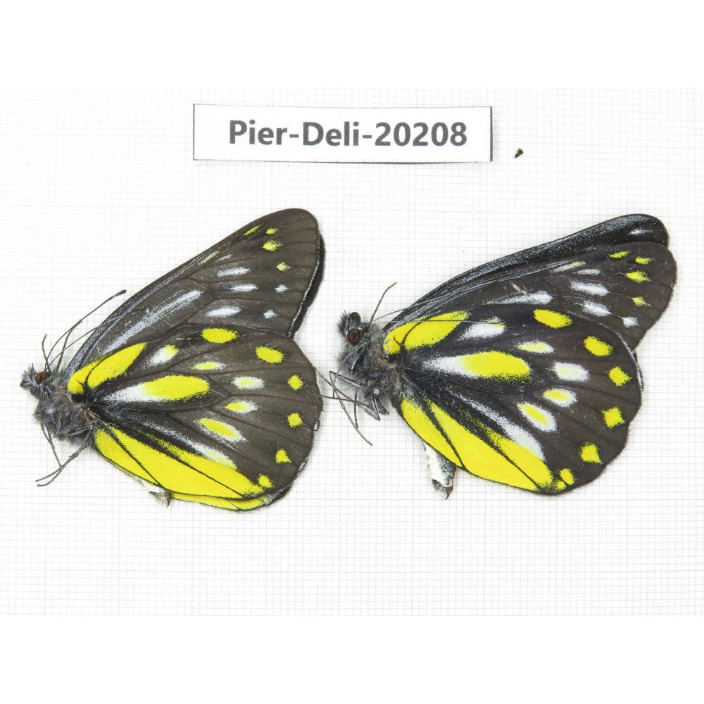 Delias partrua partrua. China, Yunnan, Nujiang, S part of Mt. Biluoxueshan. 2M. Pier-Deli-20208.